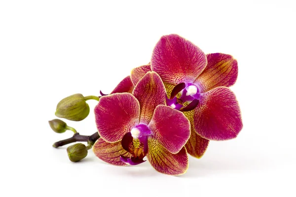 Gyönyörű Színes Orchidea Phalaenopsis Fehér Háttér — Stock Fotó