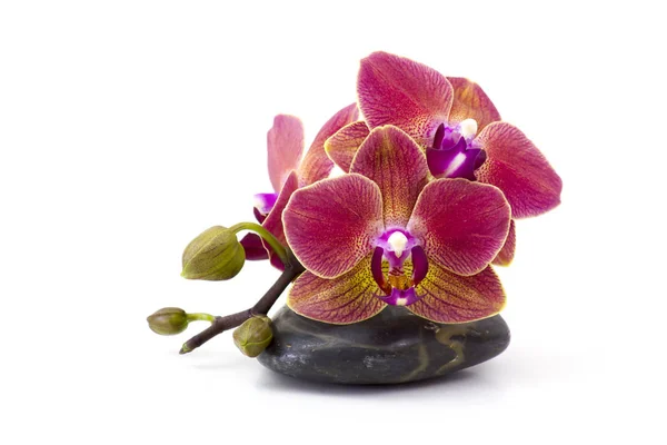 Orquídea Colorida Piedra Masaje Sobre Fondo Blanco — Foto de Stock