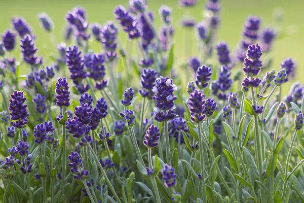 Flores Lavanda Creciendo Campo —  Fotos de Stock