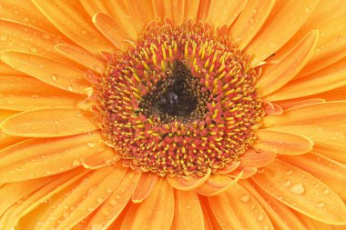 gerbera papatya çekim görünümü