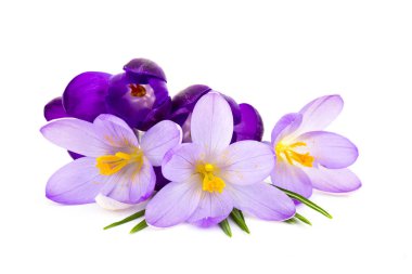 Beyaz arka planda crocus - taze bahar çiçekleri