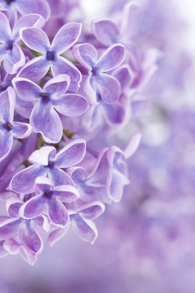 Blooming Lilac Flowers Abstract Background Macro Photo — Stock Photo, Image