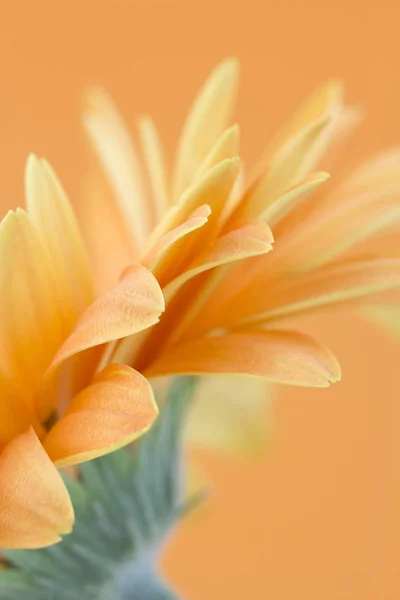 Macro Shot Orange Gerbera Daisy — Stock Photo, Image