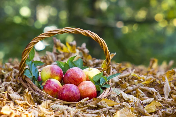 Świeże jabłka w koszyku w jesiennym ogrodzie — Zdjęcie stockowe
