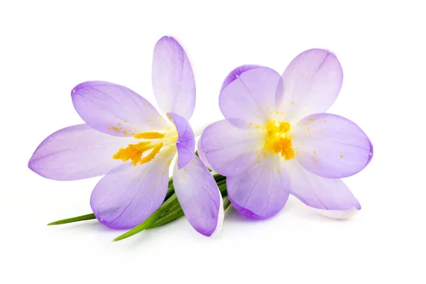 Crocus Witte Achtergrond Verse Lentebloemen — Stockfoto