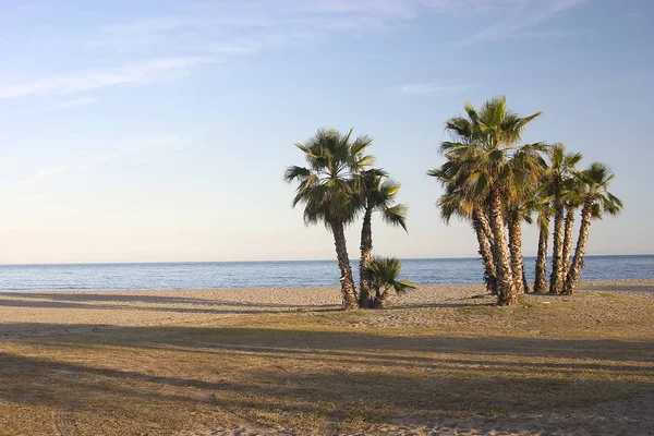 Palmer på den tomma stranden — Stockfoto