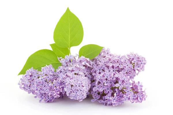 Blooming Lilac Flowers Isolated White — Stock Photo, Image