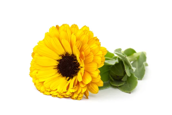 Calendula Bloem Geïsoleerd Witte Achtergrond — Stockfoto