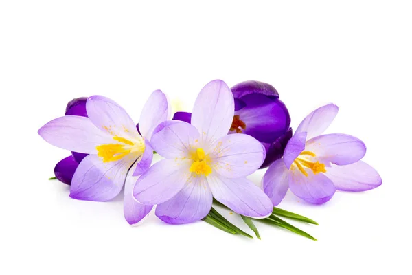 Crocus Witte Achtergrond Verse Lentebloemen — Stockfoto