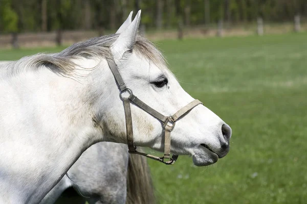 Porträtt Vita Hästen — Stockfoto