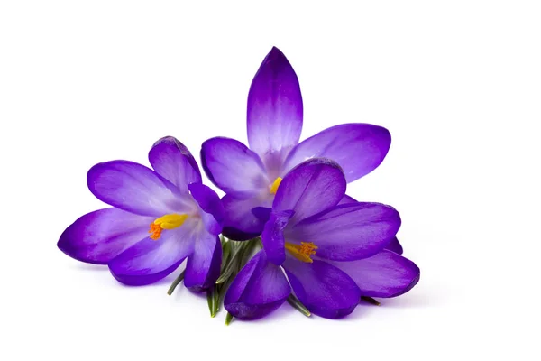 Crocus - een van de eerste lentebloemen — Stockfoto