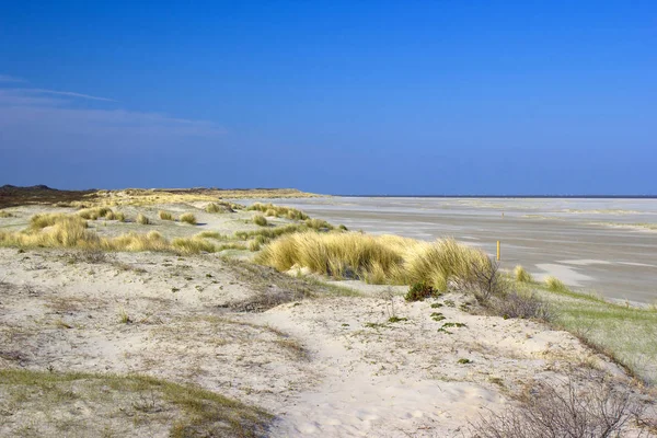 Οι αμμόλοφοι, Renesse, Zeeland, Ολλανδία — Φωτογραφία Αρχείου