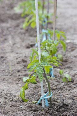 Bahçede taze domates fideleri