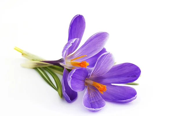 クロッカス 春の花 — ストック写真