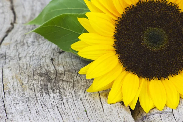 Sonnenblume Auf Altem Holzgrund Helianthus — Stockfoto
