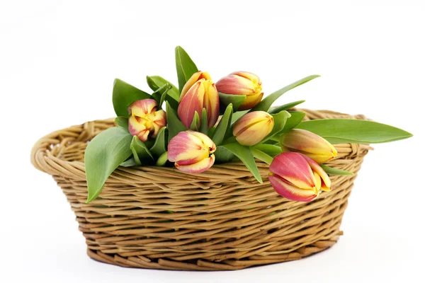 Fresh Tulips Basket White Background — Stock Photo, Image