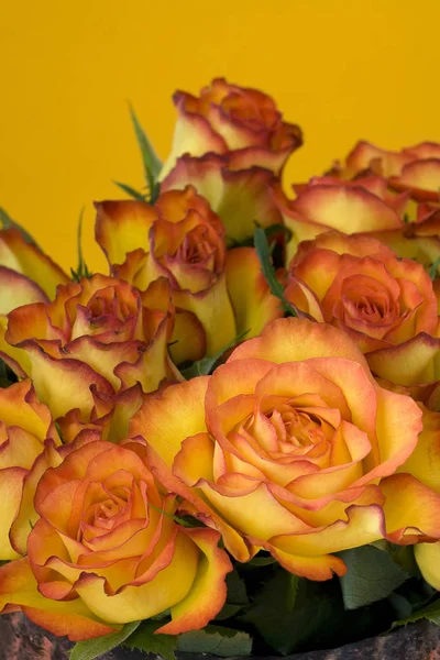 detail view of tea roses