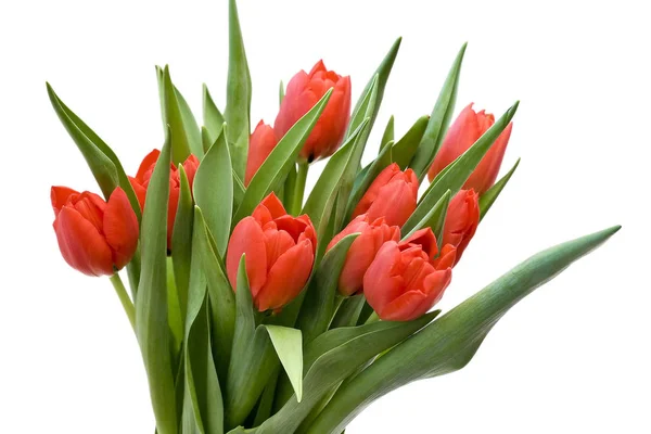 Bouquet Fresh Tulips — Stock Photo, Image