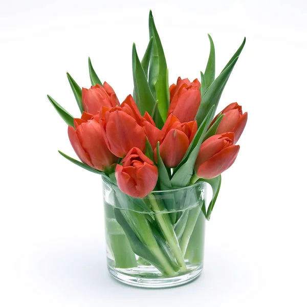 Bouquet Fresh Tulips — Stock Photo, Image