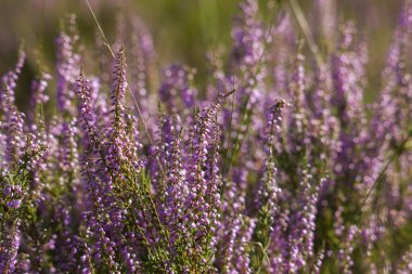 Hollanda 'daki Maasduinen Ulusal Parkı' nda çiçek açan fundalık