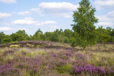 Hollanda 'daki Maasduinen Ulusal Parkı' nda Heathland