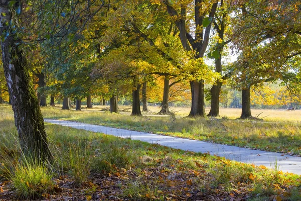 Podzim v národním parku De hoge Veluwe v Nizozemsku — Stock fotografie