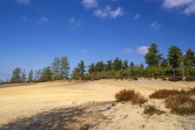 Hollanda 'daki Maasduinen Ulusal Parkı' nda Heathland