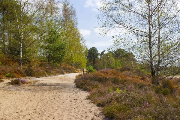 Heathland Maasduinen Nemzeti Parkban Hollandiában — Stock Fotó