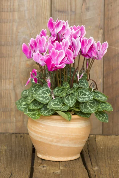 Cyclamen Persicum Flower Pot — Stock Photo, Image
