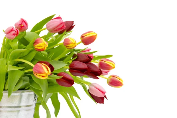 Colourful Tulips White Background — Stock Photo, Image