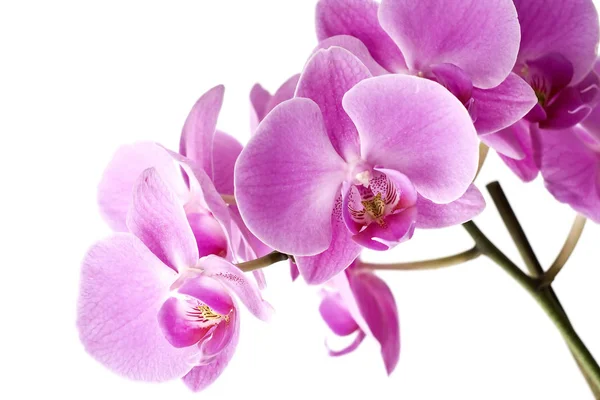 Orquídea Sobre Fondo Blanco — Foto de Stock