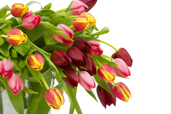 Bunte Tulpen Auf Weißem Hintergrund — Stockfoto