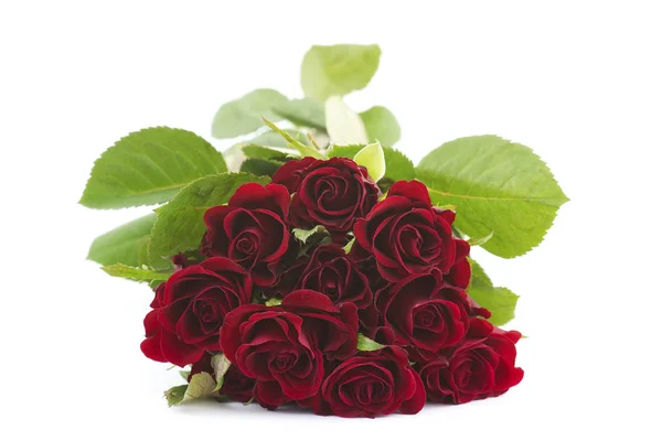 Red Roses White Background — Stock Photo, Image