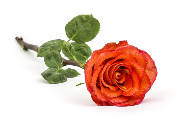 Única Rosa Roja Hermosa Aislada Sobre Fondo Blanco — Foto de Stock