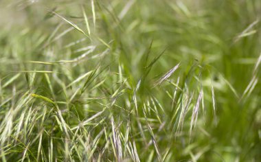 Taze yeşil çimenler. Yumuşak Odaklanma. Soyut Doğa Arkaplanı