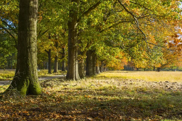 Podzim v národním parku De hoge Veluwe v Nizozemsku — Stock fotografie