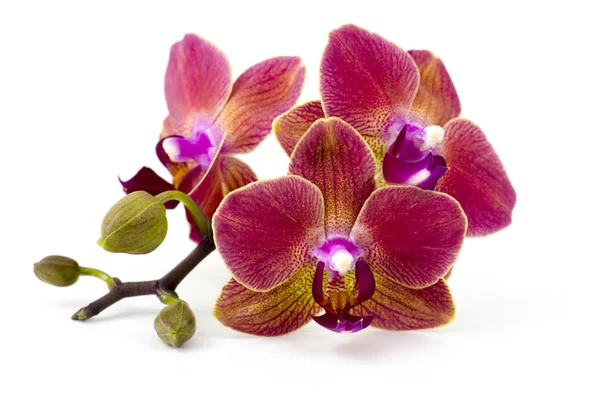 Gyönyörű színes orchidea - phalaenopsis - fehér háttér — Stock Fotó