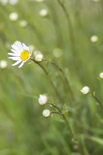 Marguerites — Photo