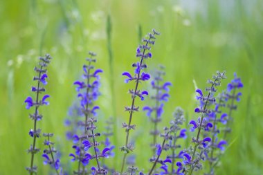 Çayırda mor çiçekler