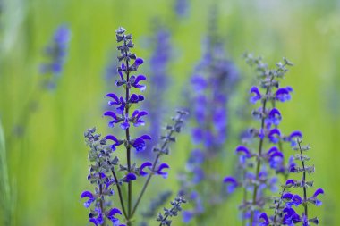 Çayırda mor çiçekler