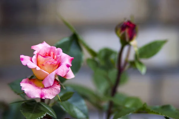 Rosas en el jardín — Foto de Stock