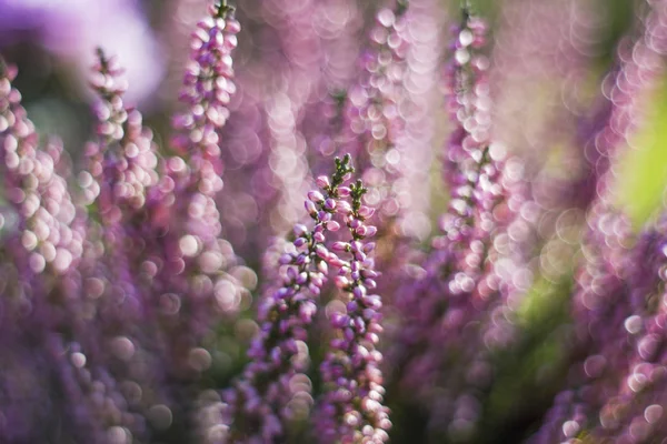 Höstljung med bokeh — Stockfoto