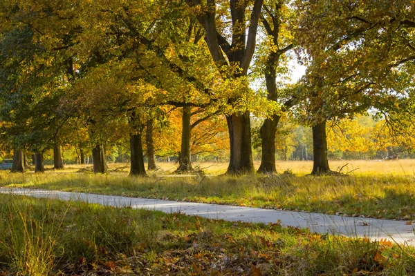 Podzim v národním parku De hoge Veluwe v Nizozemsku — Stock fotografie