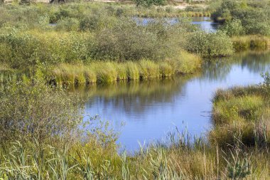 yemyeşil güneş ışıklı bataklık