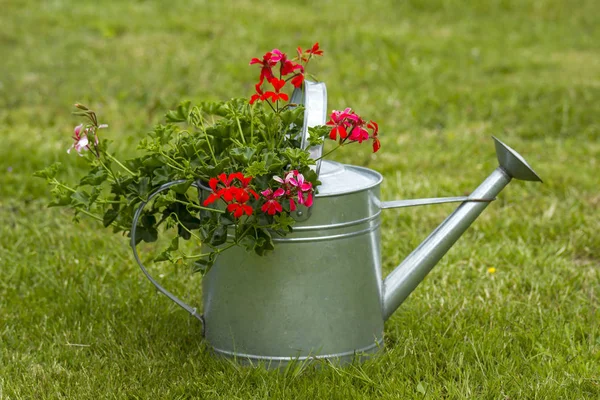 Blühende Geranien Der Gießkanne Auf Grünem Gras — Stockfoto