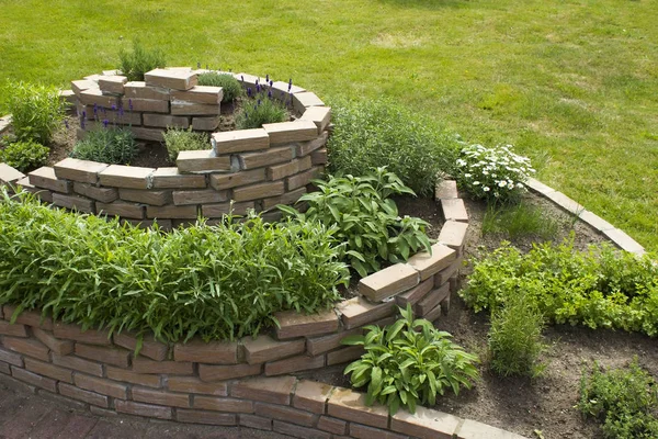 Vue Parterre Spirale Avec Des Herbes Plein Soleil — Photo