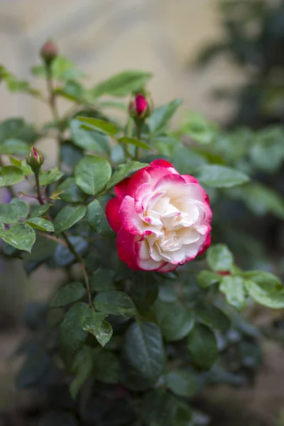 Rosa Giardino Vicino Sullo Sfondo — Foto Stock