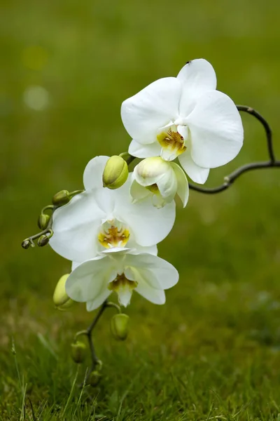 Hermosa Orquídea Blanca Phalaenopsis Fondo Cerca — Foto de Stock