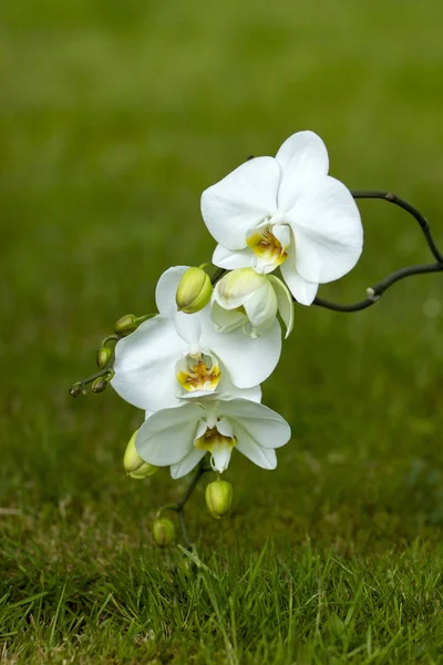 Hermosa Orquídea Blanca Phalaenopsis Fondo — Foto de Stock