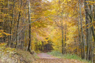 Sonbahar ormandaki Sauerland, Almanya